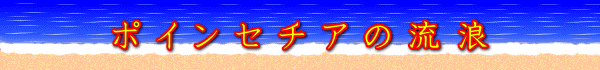 ポインセチアの流浪