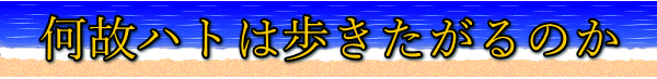 何故ハトは歩きたがるのか